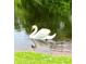 White swan gracefully swimming in a calm lake at 850 Eden Dr, Saint Cloud, FL 34771