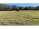 Open pasture with cattle grazing under a clear blue sky at 2436 Cr 416N, Lake Panasoffkee, FL 33538