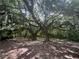 Two majestic oak trees with Spanish moss at 21342 S Buckhill Rd, Clermont, FL 34715