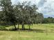 Serene pasture with large oak tree and covered seating at 21342 S Buckhill Rd, Clermont, FL 34715