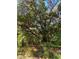 Mature oak trees with lush undergrowth at 1921 Smitty Rd, Lady Lake, FL 32159
