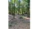Secluded wooded lot with mature trees and natural groundcover at 1921 Smitty Rd, Lady Lake, FL 32159