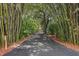 Long driveway lined with bamboo leading to a private home at 507 Lakeshore Dr, Eustis, FL 32726