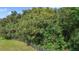 Large backyard bordered by a fence and dense trees at 151 S Clayton St, Mount Dora, FL 32757