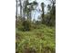 Image shows an overgrown lot with dense vegetation and tall trees at 15518 State Road 19, Groveland, FL 34736