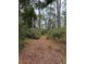 Image shows a path through a wooded area with tall pine trees at 15518 State Road 19, Groveland, FL 34736