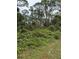 Image shows an overgrown lot with dense vegetation and tall trees at 15518 State Road 19, Groveland, FL 34736