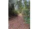 Image shows a path through a wooded area with tall trees and lush undergrowth at 15518 State Road 19, Groveland, FL 34736
