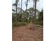 Image shows a path through a wooded area with tall pine trees at 15518 State Road 19, Groveland, FL 34736