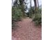 Wooded path leading through the property at 15518 State Road 19, Groveland, FL 34736