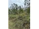 Image shows an overgrown lot with dense vegetation at 15518 State Road 19, Groveland, FL 34736