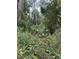 Image shows a lot with mature trees and lush vegetation at 15518 State Road 19, Groveland, FL 34736
