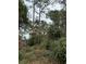 Image shows a lot with dense trees and undergrowth at 15518 State Road 19, Groveland, FL 34736
