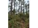 Image shows an overgrown wooded area with tall trees at 15518 State Road 19, Groveland, FL 34736