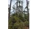 Image shows a dense wooded area with tall trees at 15518 State Road 19, Groveland, FL 34736
