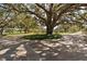 Circular driveway with large oak tree in the background at 38230 Yale Cir, Leesburg, FL 34788