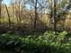Natural swamp landscape with diverse vegetation at 11 The Crescent, Minneola, FL 34715