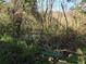 View of a natural swamp area with dense vegetation at 11 The Crescent, Minneola, FL 34715