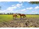 Two horses grazing in a sunny pasture at 5415 Banana Point Dr, Okahumpka, FL 34762