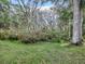 Picturesque view of a wooded area with lush vegetation at 32314 Oak Park Dr, Leesburg, FL 34748