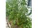 Image of a lush garden with healthy tomato plants at 2200 S Peninsula Dr, Daytona Beach, FL 32118