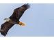 Majestic bald eagle in flight at 2801 S Ridgewood Ave # 1215, South Daytona, FL 32119