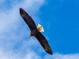 Bald eagle soaring against a blue sky at 2801 S Ridgewood Ave # 1215, South Daytona, FL 32119