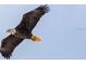 Majestic bald eagle in flight overhead at 2801 S Ridgewood Ave # 1215, South Daytona, FL 32119