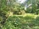Overgrown lot with lush vegetation and trees at 4022 Shellman St, Orlando, FL 32811