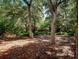 Large backyard with mature trees and pine straw at 13857 Marine Dr, Orlando, FL 32832