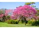 Beautiful flowering trees and lush green lawns at 11059 Cromwell Rd, Orlando, FL 32827