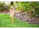 White-tailed deer in a lush green landscape at 11027 Cromwell Rd, Orlando, FL 32827