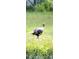 A wild turkey foraging in the grassy backyard of the property at 4790 Anderson Rd, Orlando, FL 32812
