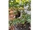 A black butterfly on white flowers, showcasing the property's landscaping at 4790 Anderson Rd, Orlando, FL 32812