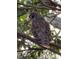 A barred owl perched on a tree branch in the property's natural surroundings at 4790 Anderson Rd, Orlando, FL 32812