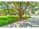 Large tree with sprawling branches in a residential area at 3202 Misty Morn Ct, St Cloud, FL 34771