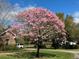 Beautiful pink flowering tree in front of a home at 1709 Onondaga Dr, Geneva, FL 32732