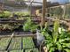 Greenhouse with various plants in pots and trays, under shade netting at 424 E Welch Rd, Apopka, FL 32712