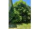 Lush backyard with a large mango tree at 306 Athabasca Pl, Kissimmee, FL 34759
