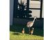 Sandhill crane with two chicks at 840 Jasmine Creek Rd, Kissimmee, FL 34759