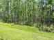 Large backyard with lush green grass and pine trees at 124 Cerise Ct, Daytona Beach, FL 32124
