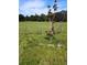 Open pasture with a young tree and wire fence at 245 Little Brown Church Rd, Pierson, FL 32180