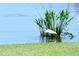 Great Egret wading in the shallows of a calm lake, surrounded by lush vegetation at 301 Richard Pl, Orlando, FL 32806