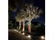 Landscaped driveway with palm trees and lighting at night at 11130 Park Ave, Windermere, FL 34786
