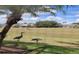 Open green space with two sandhill cranes at 511 Pineloch Dr, Haines City, FL 33844