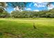 Sandhill crane in a tranquil pasture setting at 12151 Walker Pond Rd, Winter Garden, FL 34787
