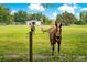 Horses and a donkey enjoying the lush pasture, idyllic country setting at 12151 Walker Pond Rd, Winter Garden, FL 34787