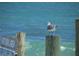 Oceanfront view with a bird perched on a wooden post at 3700 S Atlantic Ave # 407, New Smyrna Beach, FL 32169