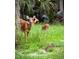 A deer and a rabbit in a lush green field at 610 Celebration Ave # 1209, Celebration, FL 34747