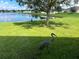 Sandhill crane in grassy area at 3643 Daydream Pl, Saint Cloud, FL 34772